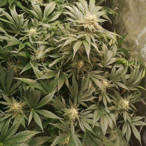 Purple thai auto  growlog timeline photo