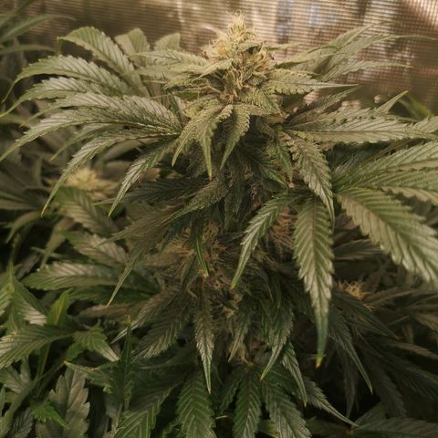 Purple thai auto  growlog timeline photo