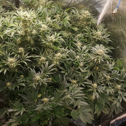 Pluto auto growlog timeline photo