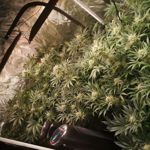 Pluto auto growlog timeline photo