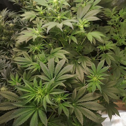 Sour d auto  growlog timeline photo