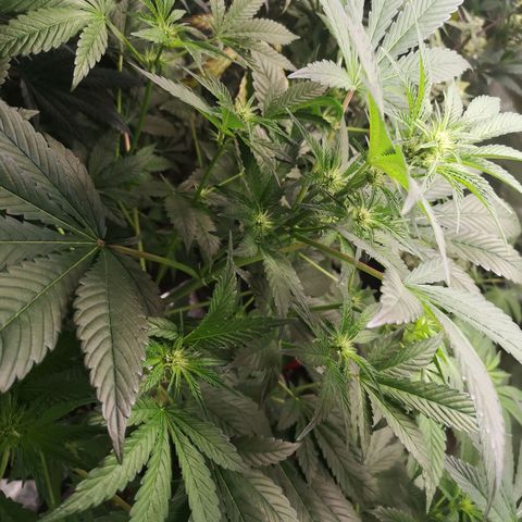 Sour d auto  growlog timeline photo