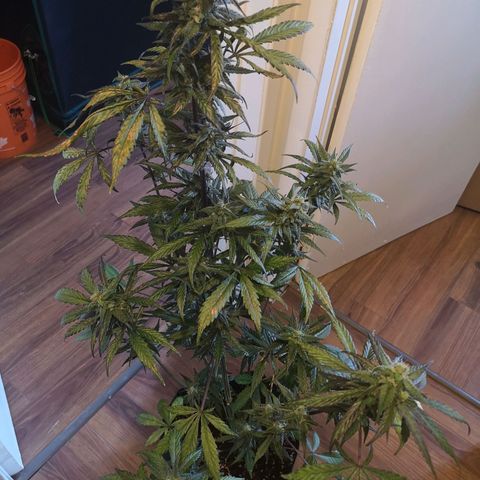 Dark devil auto growlog timeline photo