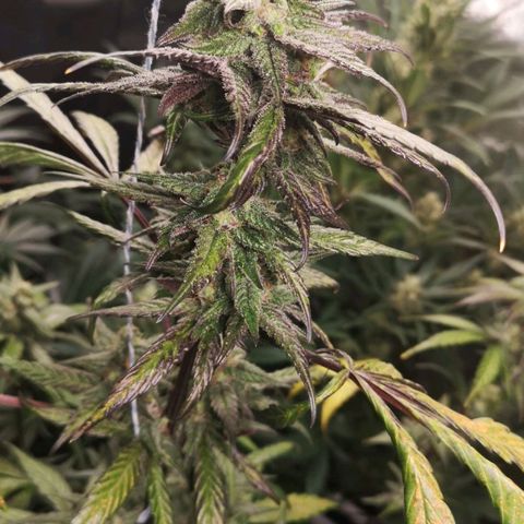 Dark devil auto growlog timeline photo