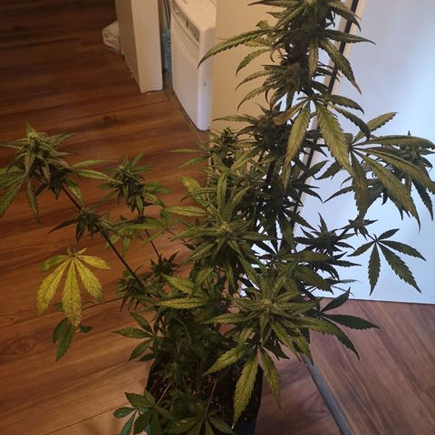 Dark devil auto growlog timeline photo