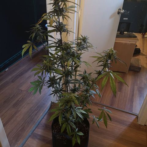 Dark devil auto growlog timeline photo