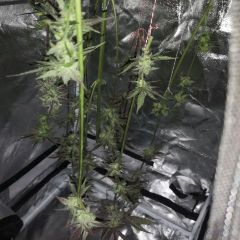 Dark devil auto growlog timeline photo