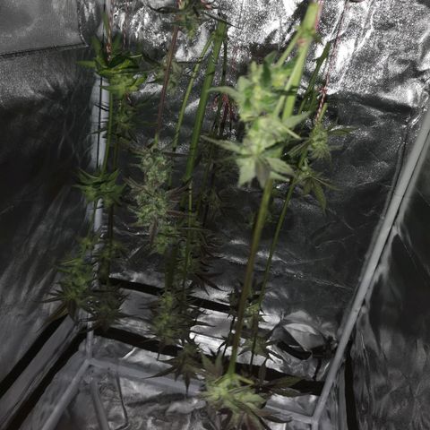 Dark devil auto growlog timeline photo