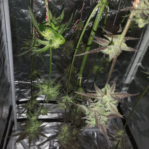 Dark devil auto growlog timeline photo