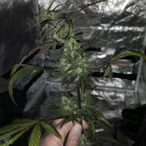 Dark devil auto growlog timeline photo