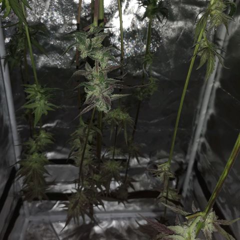 Dark devil auto growlog timeline photo