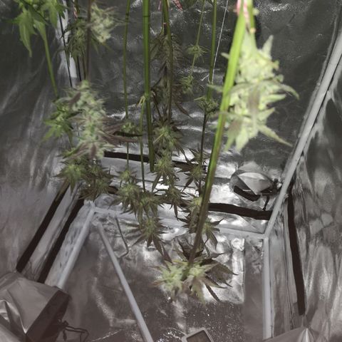 Dark devil auto growlog timeline photo