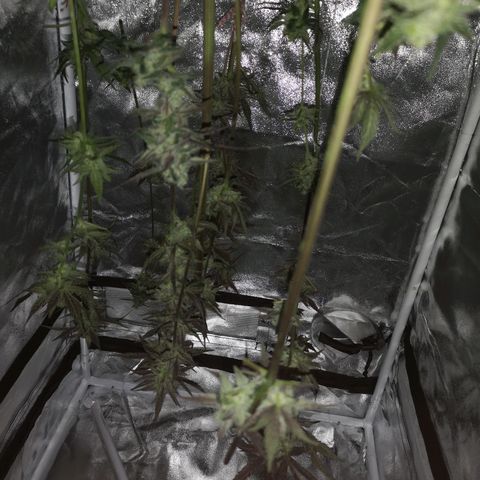 Dark devil auto growlog timeline photo