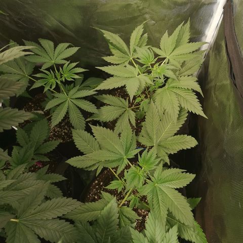 Banana daddy growlog timeline photo