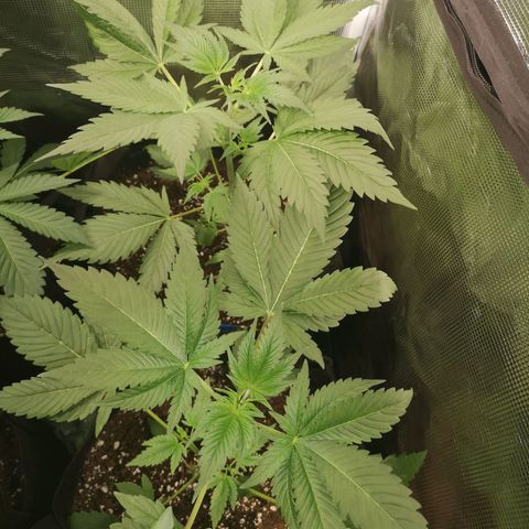 Banana daddy growlog timeline photo