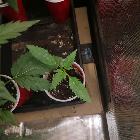 Tropicanna poison fast growlog timeline photo