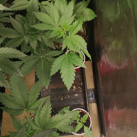 Tropicanna poison fast growlog timeline photo