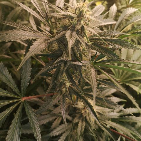 Banana Hammock auto growlog timeline photo