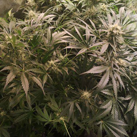 Banana Hammock auto growlog timeline photo