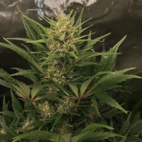 Crystal candy xl auto growlog timeline photo