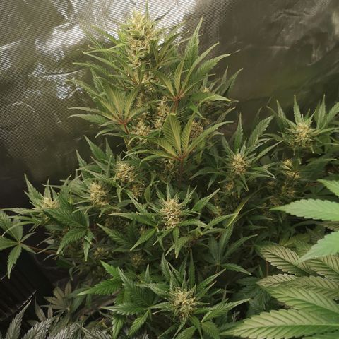 Crystal candy xl auto growlog timeline photo