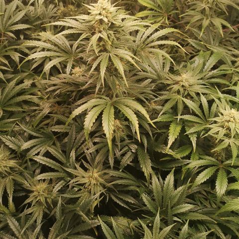 LBCOG auto growlog timeline photo
