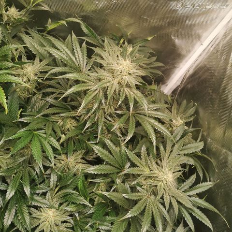 Og kush auto growlog timeline photo