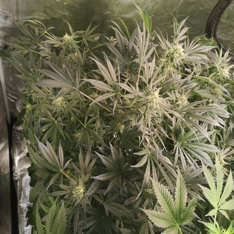 Og kush auto growlog timeline photo