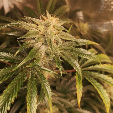 Pina rbx auto growlog timeline photo