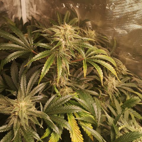 Pina rbx auto growlog timeline photo