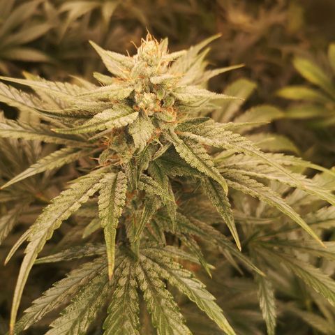 Pina rbx auto growlog timeline photo
