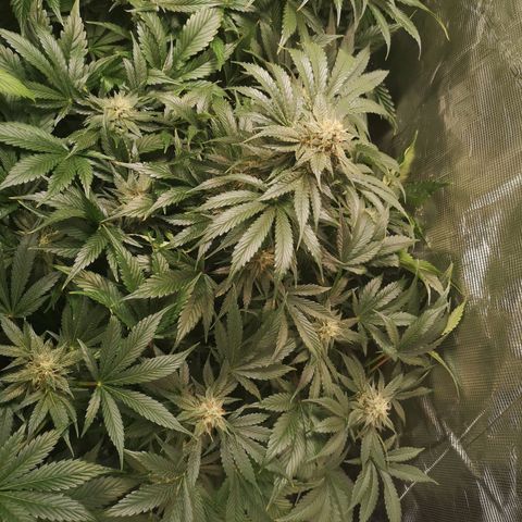 Purple thai auto  growlog timeline photo