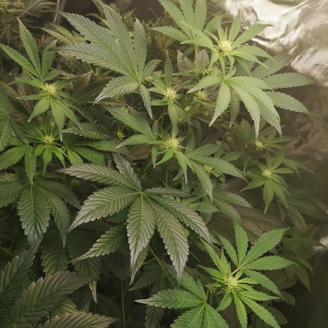 Sour d auto  growlog timeline photo