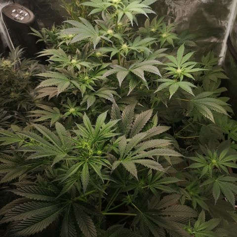 Sour d auto  growlog timeline photo