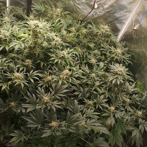 Pluto auto growlog timeline photo