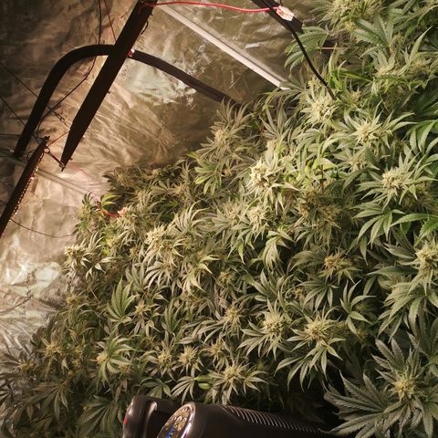 Pluto auto growlog timeline photo