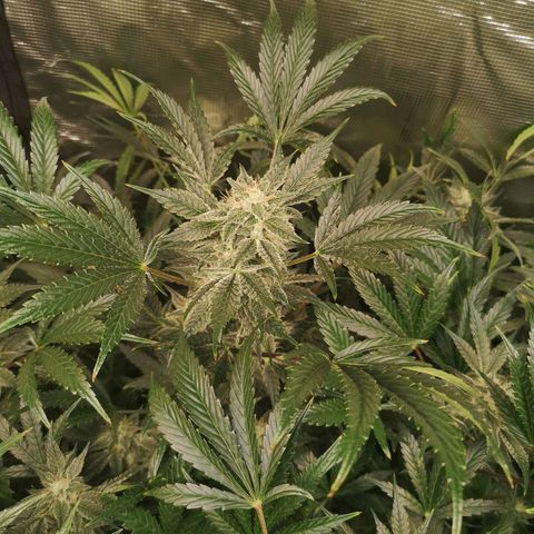 Pluto auto growlog timeline photo
