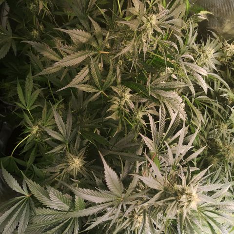 Banana Hammock auto growlog timeline photo