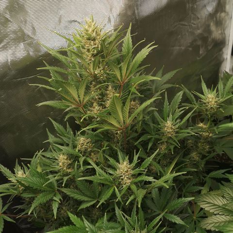 Crystal candy xl auto growlog timeline photo