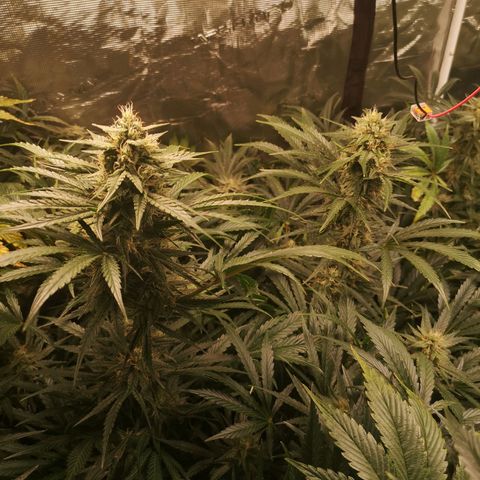 LBCOG auto growlog timeline photo