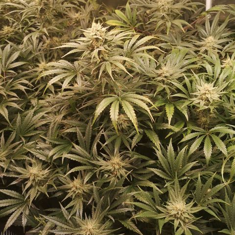 LBCOG auto growlog timeline photo