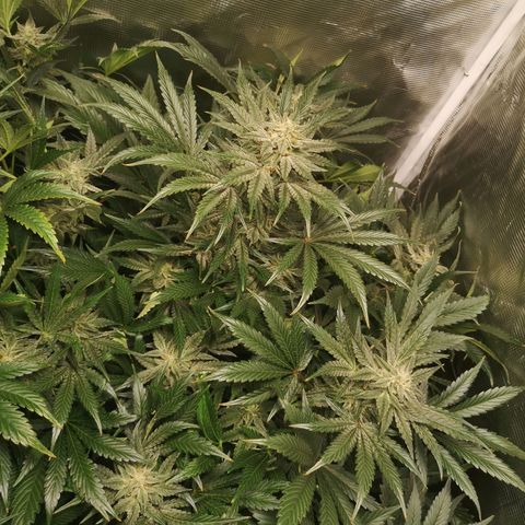 Og kush auto growlog timeline photo