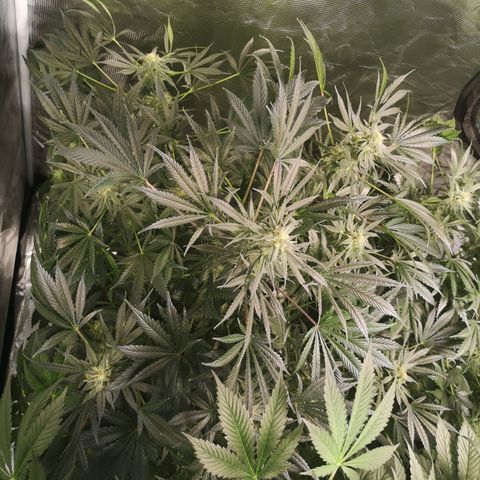 Og kush auto growlog timeline photo