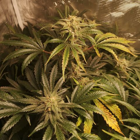Pina rbx auto growlog timeline photo