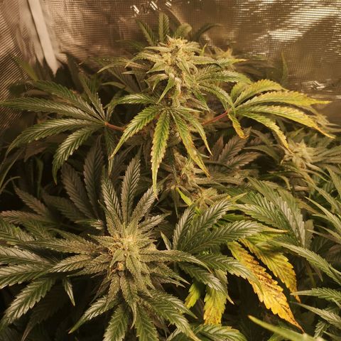 Pina rbx auto growlog timeline photo