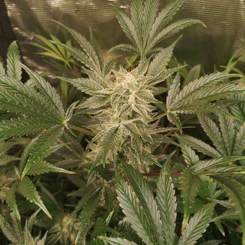 Pluto auto growlog timeline photo