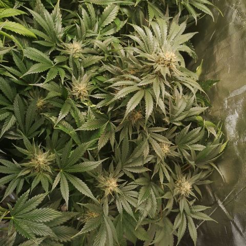 Purple thai auto  growlog timeline photo