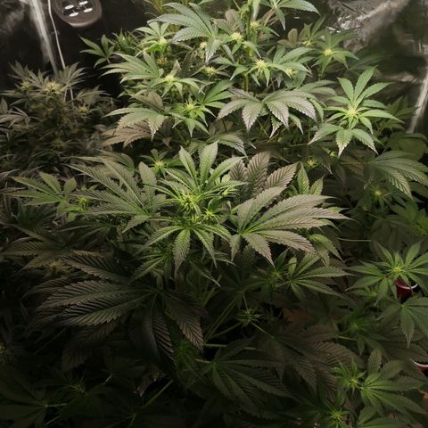 Sour d auto  growlog timeline photo