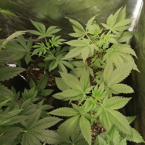 Banana daddy growlog timeline photo
