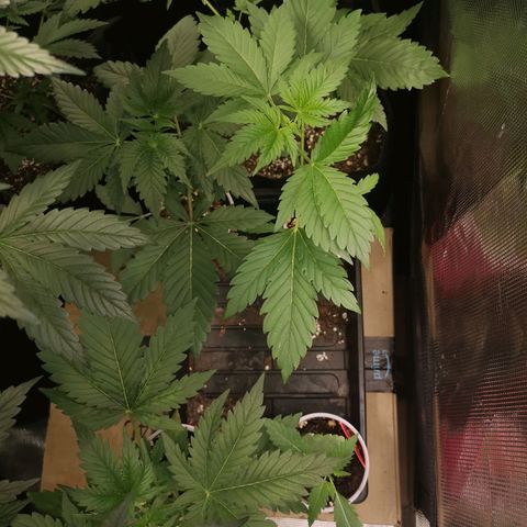 Tropicanna poison fast growlog timeline photo